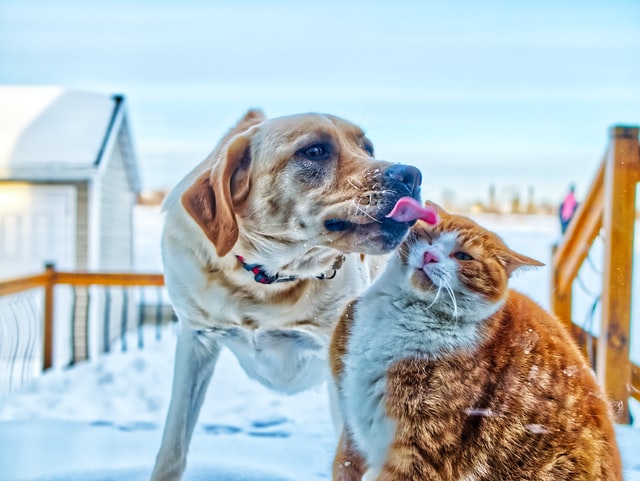 Dog licks the cat – active voice at work