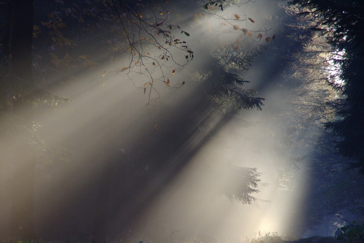 Hazy sunlight streams through gaps in a forest's canopy.