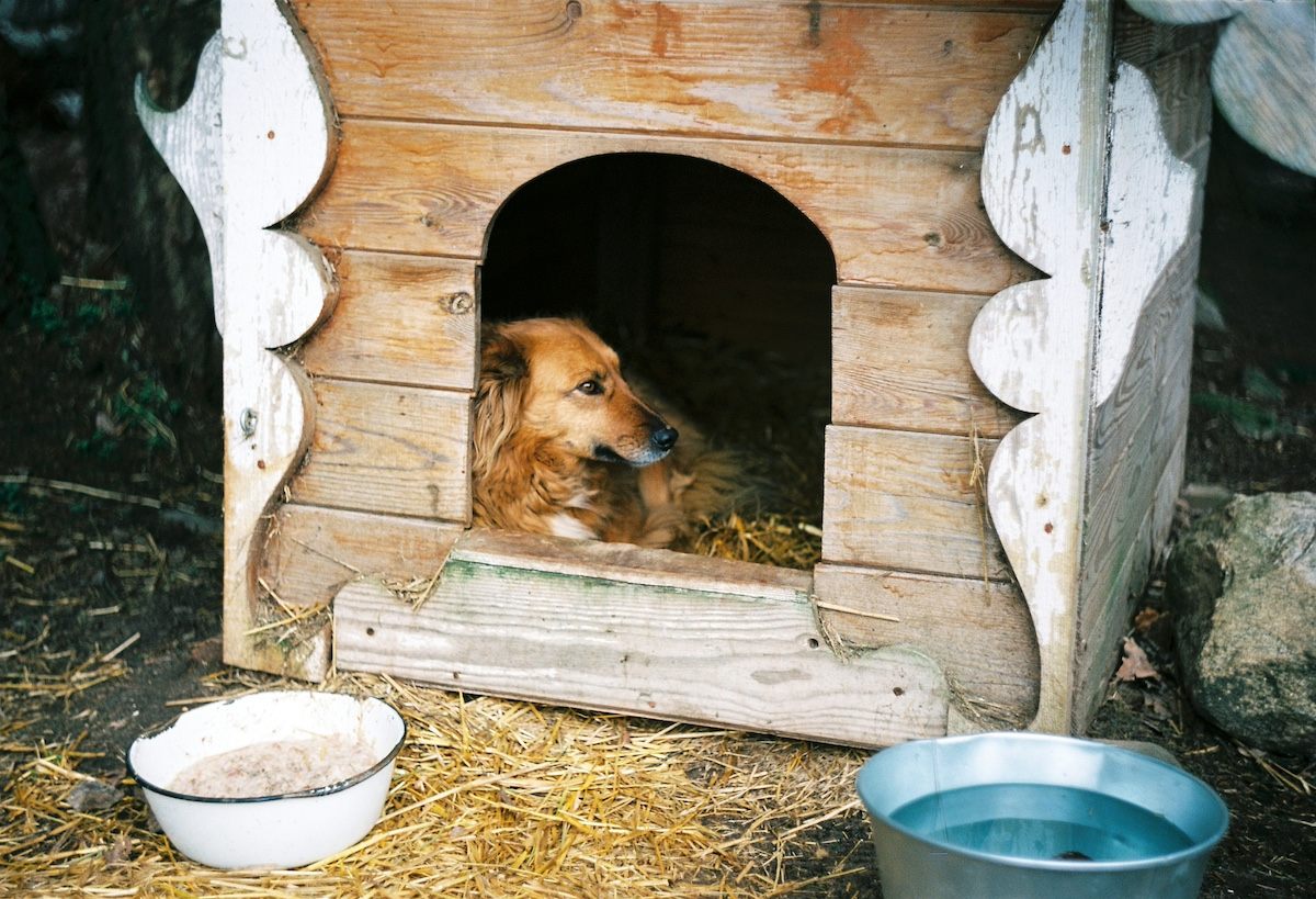A dog peeking out of its wooden kennel, with food and water bowls in the foreground, representing the proper use of a possessive apostrophe for singular nouns.