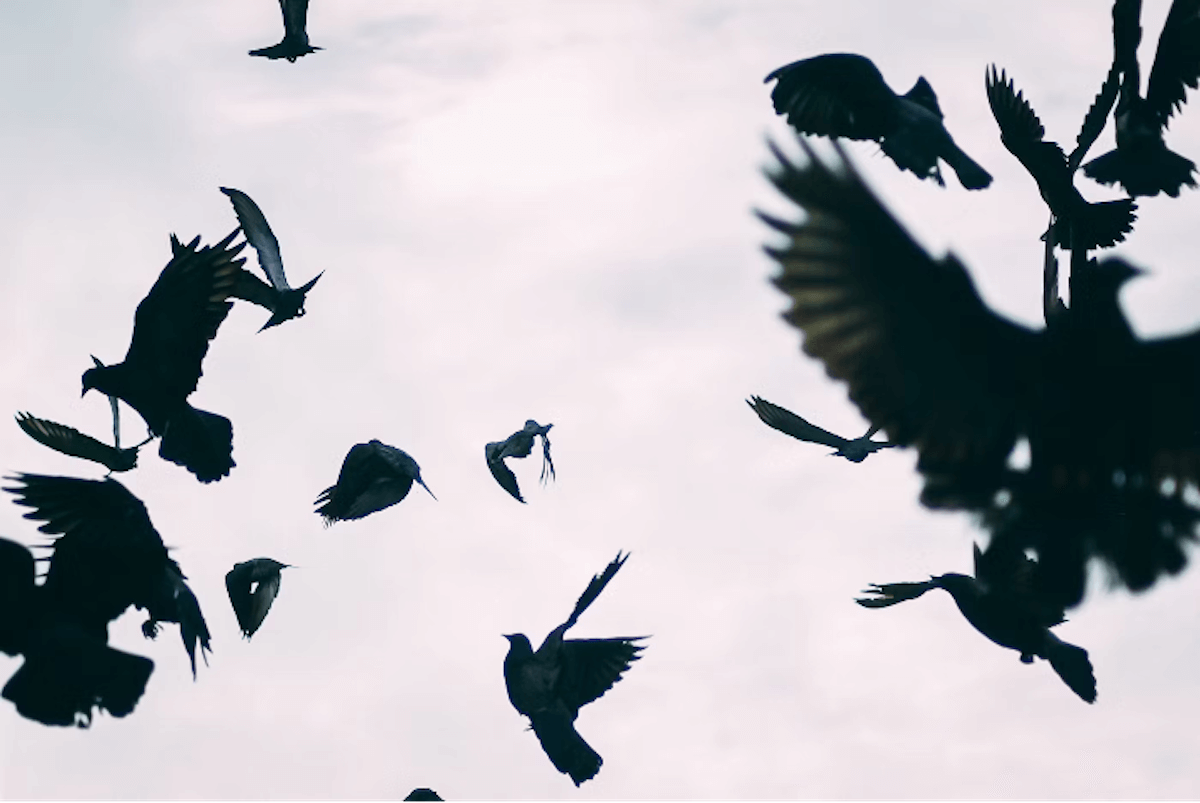 A flock of birds in silhouette, wings outstretched in various poses, soaring across a cloudy sky. This represents the themes of grief and transience in Max Porter’s ‘Grief is the Thing with Feathers’